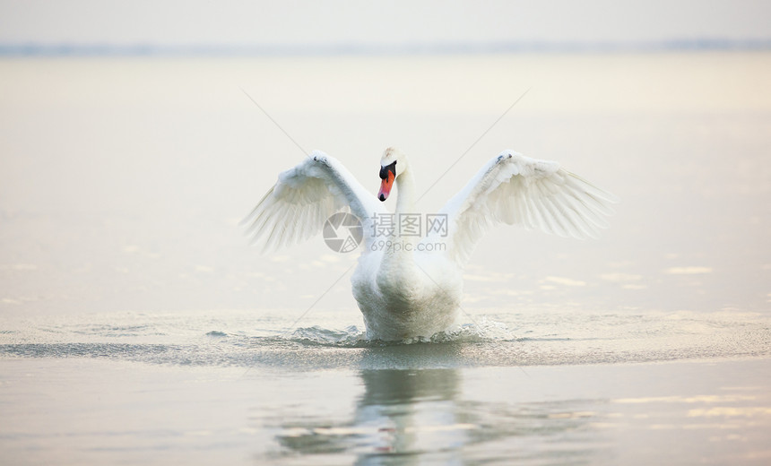 漂浮在水面上的天鹅图片