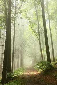 阳光下雨后朦胧的山毛榉林图片