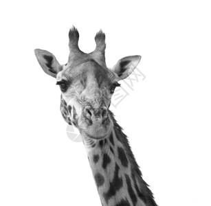 黑白长颈鹿肖像肯尼亚非洲图片