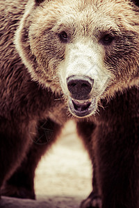 棕熊在一个有趣的姿势图片