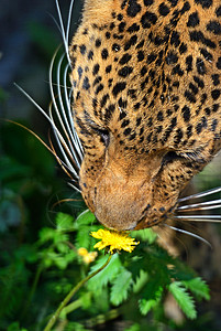 夏天豹子在大自然中的肖像图片
