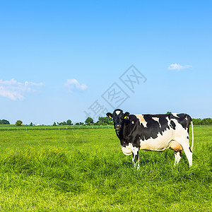 黑牛在草原农业地貌上带5D图片