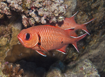 Blotcheye士兵鱼在热带珊瑚礁上游图片