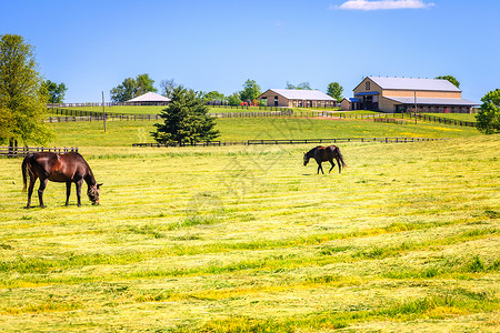 具有马厩和牧场的马匹农图片