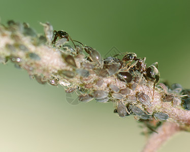 植物上的蚂蚁和虱子图片