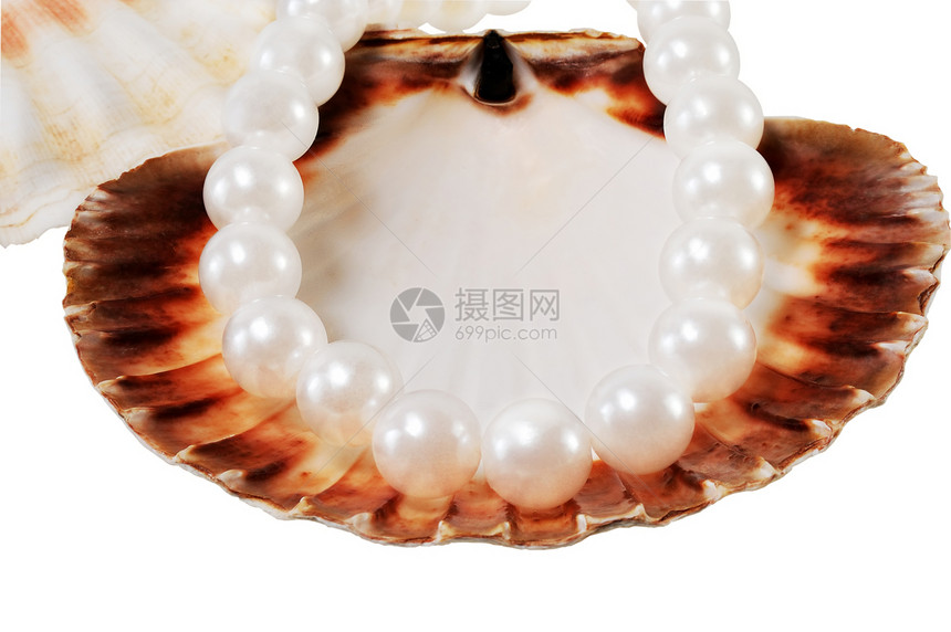 珍珠串在海贝壳白色背景图片