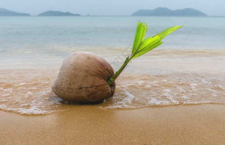 椰子在海边图片