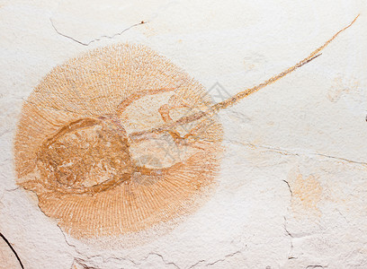 马蹄蟹的化石也许图片