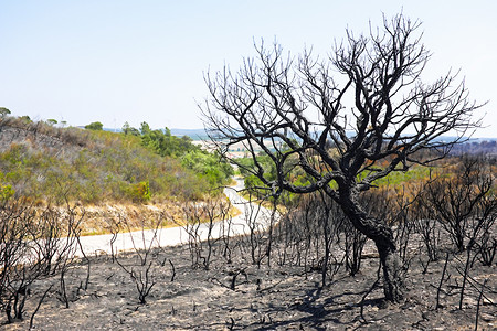 葡萄牙风景中的黑烧软木树图片