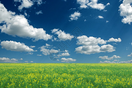 黄色田野在满是蓝天和白云的盛芽图片