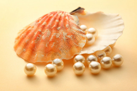 在贝壳中散落白色珍珠图片