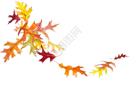 秋木橡树叶落下和旋转图片