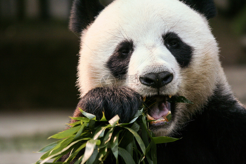 熊猫在动物园里吃竹叶图片