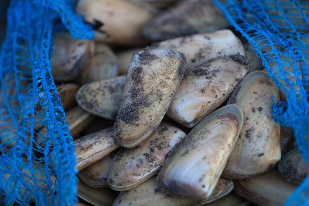 智利奇洛埃岛的蛤蜊图片