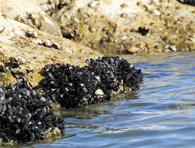 海边岩石上的贻贝和贻贝壳群图片