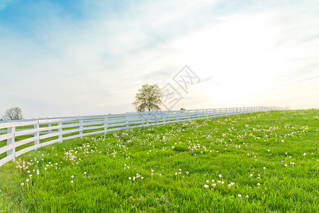 马场的绿色牧场乡村春天的风景背景图片