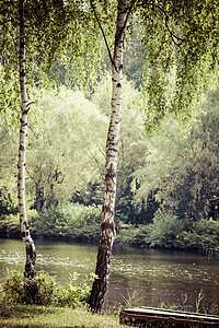 夏日森林中美丽的白桦树图片