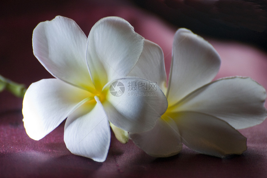 许多白色和黄色的弗朗吉帕尼花朵在布贡图片