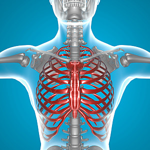 X射线胸部图片