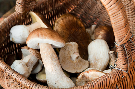 篮子里新鲜采摘的蘑菇的选择图片