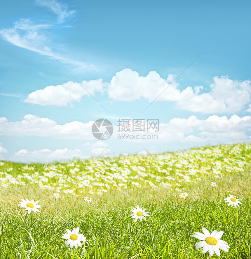 有洋甘菊花的绿色领域图片