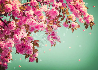 樱花背景艺术设计春图片