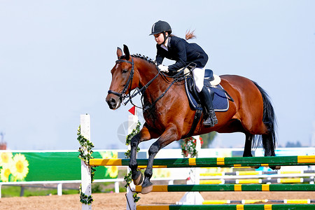 马术运动表演跳跃克服障碍骑马的女运动员一匹红马上的女骑士马术骑马赛马背景图片