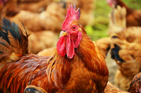 传统自由放养家禽养殖中的公鸡图片