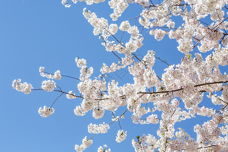 粉色和白色樱桃树背光与蓝天图片
