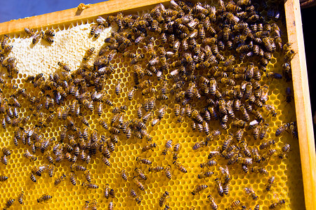 蜜蜂做蜜摄影图片