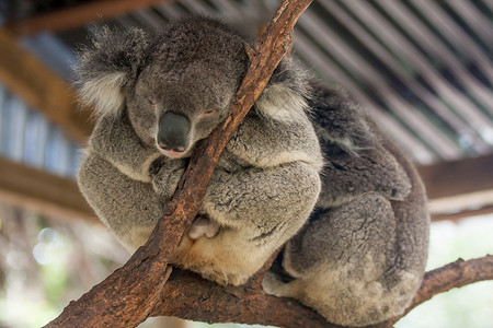 来自澳大利亚悉尼动物园的图片