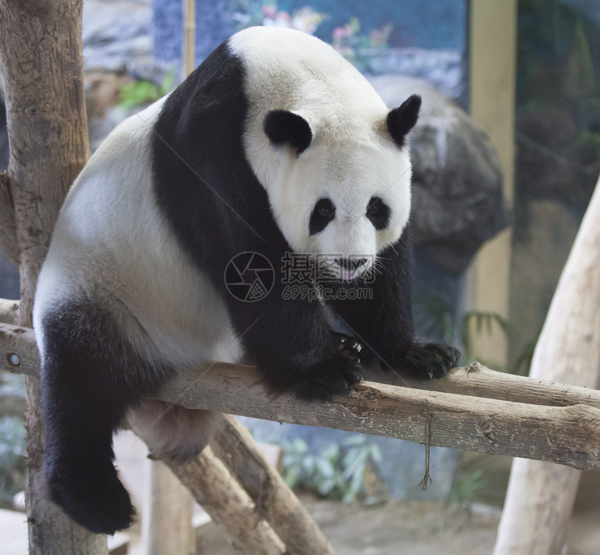 大熊猫微笑图片