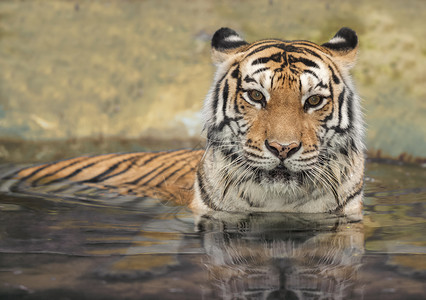 水中的亚洲虎图片