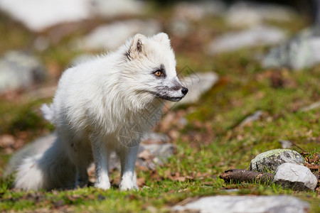 山上的一只白狐挪威图片