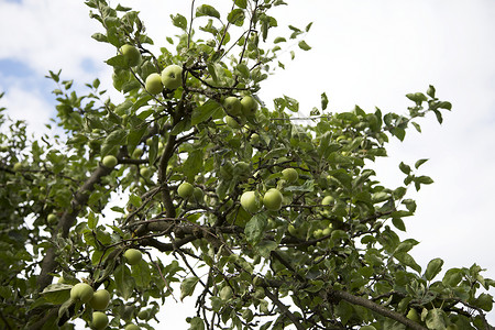 苹果树上的青苹果图片