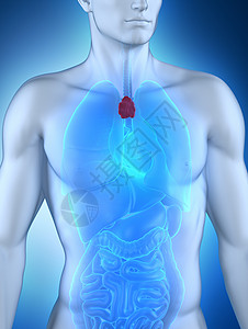 男胸腺解剖图片