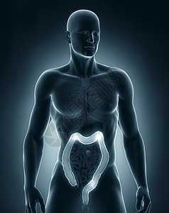 人结肠解剖前视图背景图片