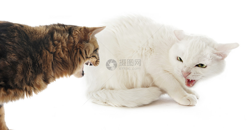 两只猫在一场冲突中在白色背图片