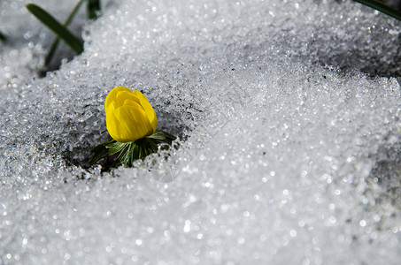 黄色花冬附子在融化的雪图片