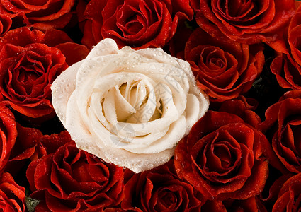 白玫瑰和红花瓣图片
