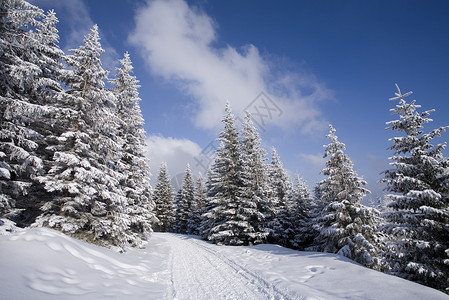 白雪森林图片