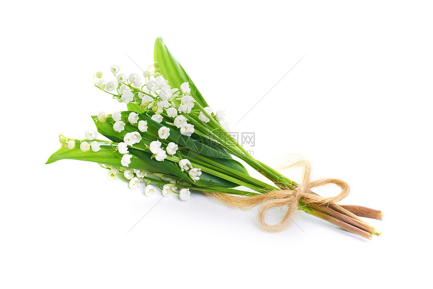 白色背景上孤立的铃兰的白色花束图片
