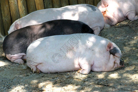麦粒肿许多沉重的猪疲倦地躺在泥地上图片