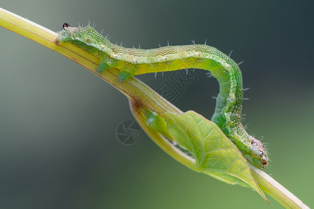 绿毛虫在植物上的摄影微距图片