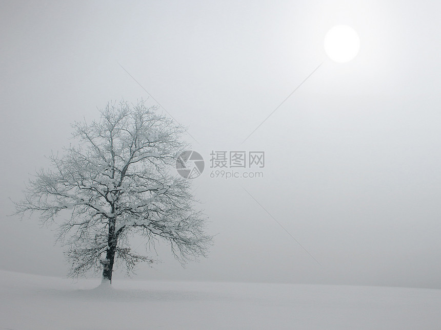 寒冷的冬天风景中的树非常温柔的太阳图片