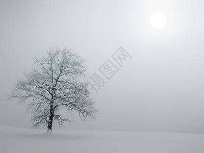 寒冷的冬天风景中的树非常温柔的太阳图片