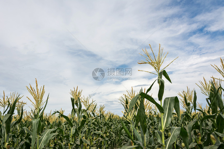 防治蓝天的图片