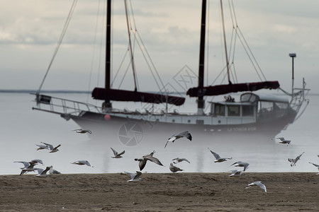 雾中的船和飞翔的海鸥背景图片