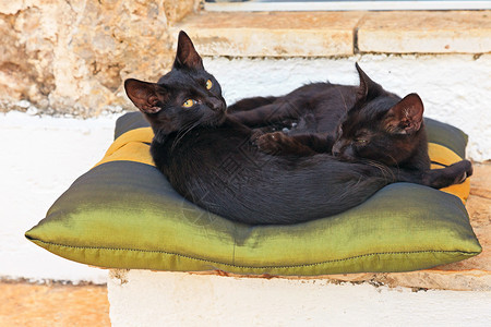 两只黑街小猫睡在户外的枕头上图片