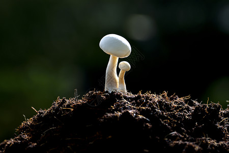 晨光中的白蘑菇图片